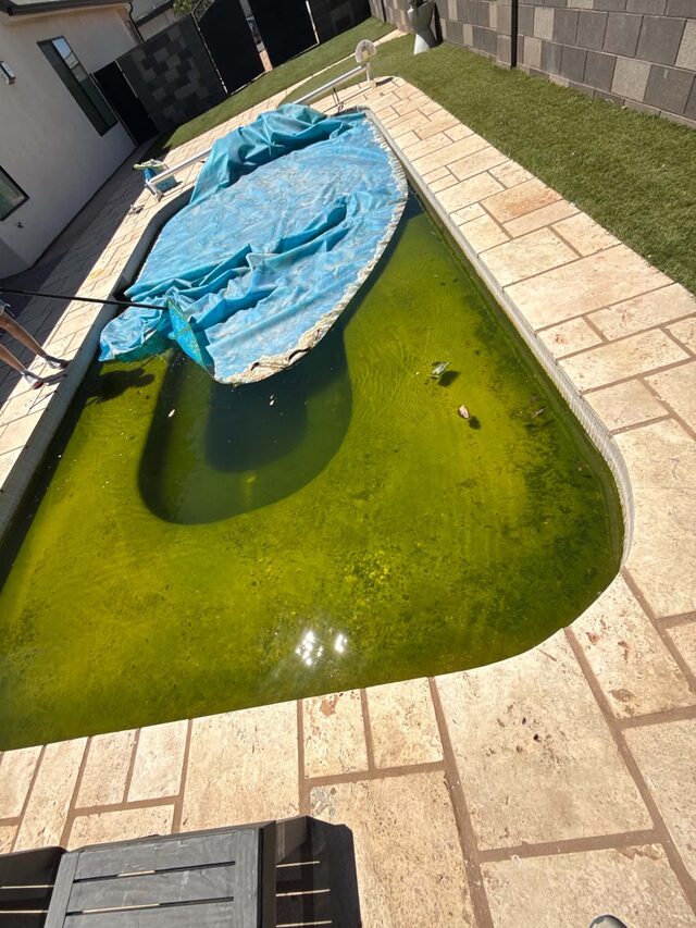 Pool with green algae-filled water before recovery