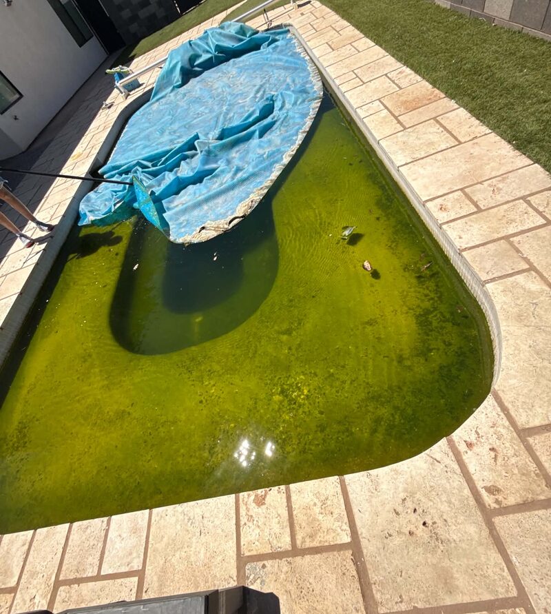 Green pool before cleaning by The Pool Medic in Washington, Utah